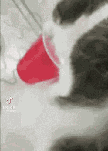 Cat Double Take GIF