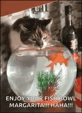 Cat Drinking GIF