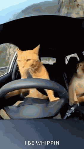 Cat Drive Car Cat Monkey Drift GIF