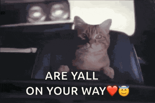 Cat Driving GIF