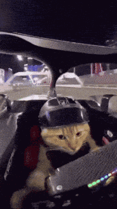 Cat Driving Fast Cat GIF
