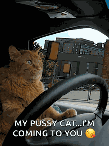 Cat Driving GIF