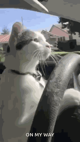 Cat Driving GIF