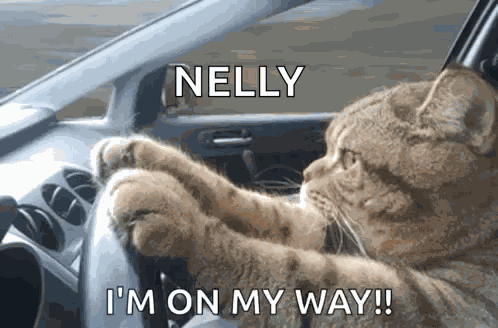 Cat Driving Serious GIF
