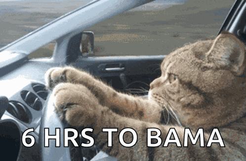 Cat Driving Serious GIF