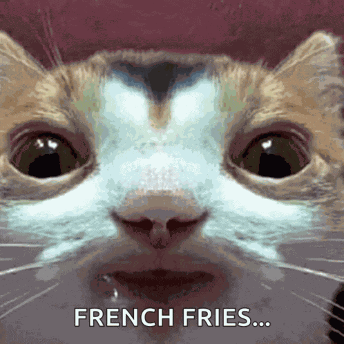 Cat Drooling Meme