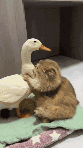 Cat Duck GIF