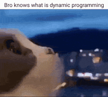 Cat Dynamic Programming GIF