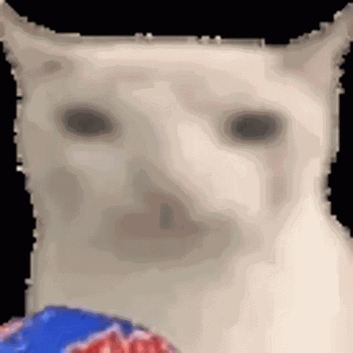 Cat Eating GIF