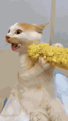 Comendo GIFs