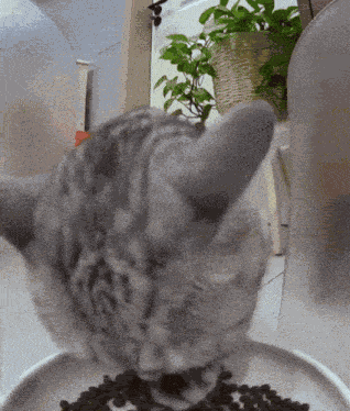 Cat Eating Meme Hungry GIF
