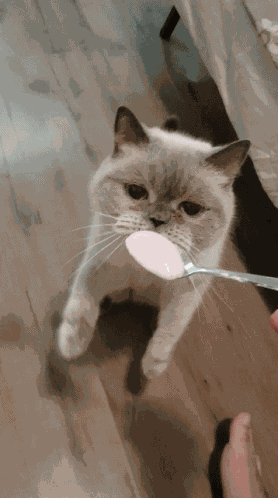 Cat Eating GIF