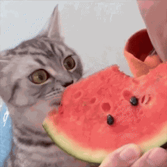 Cat Eating Watermelon Cat Eat Watermelon GIF