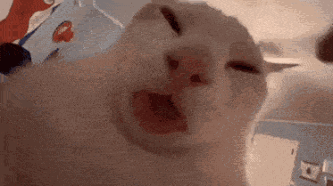 Cat GIF