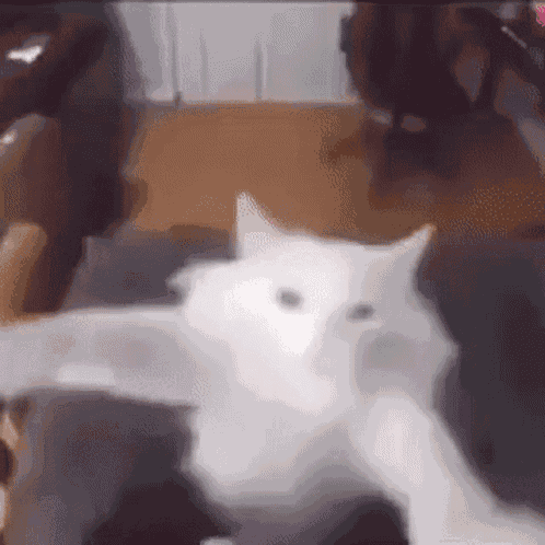 Cat GIF