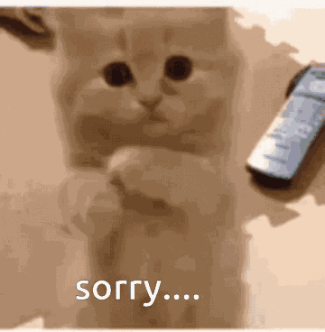 Cat GIF