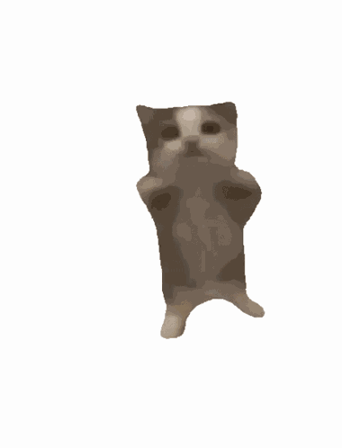 Cat Excited GIF