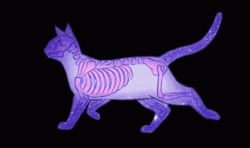 Cat GIF