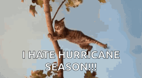 Cat GIF