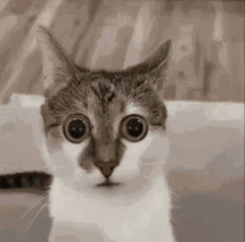 Cat Eyes GIF