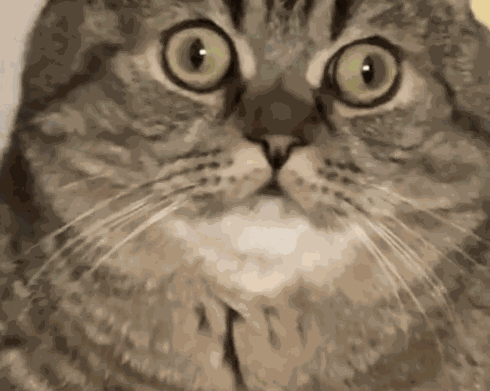 Cat Face GIF