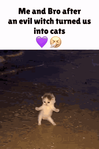 Cat GIF