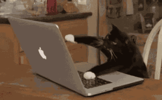 Cat Fast Typing GIF