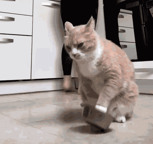 Cat Feeding Time GIF