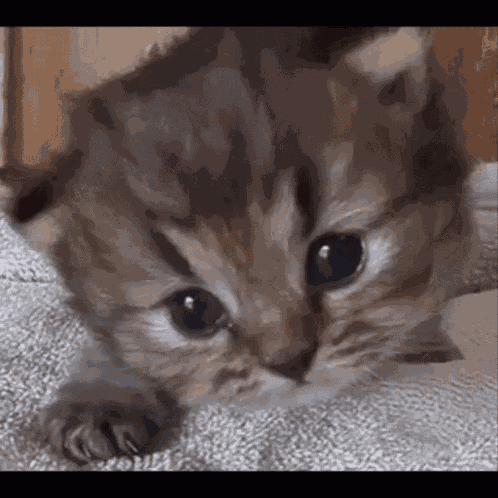 Cat GIF