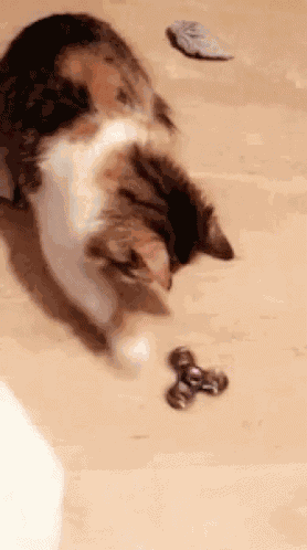Cat Fidget GIF