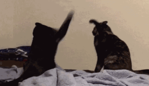 Cat Fight Cat GIF