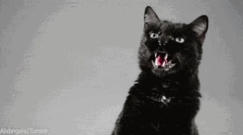 Cat Fight GIF