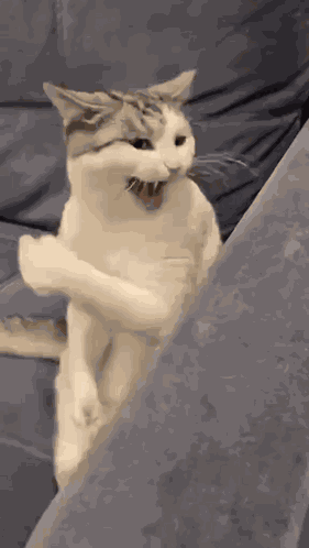 Cat Fighting Cat GIF