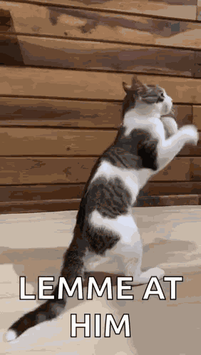 Cat Fighting Cat Punching GIF