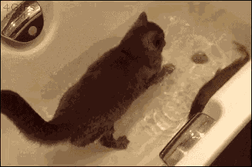 Cat Fish GIF