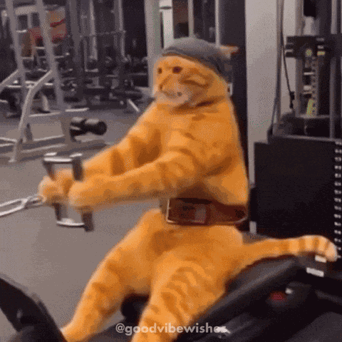 Cat Fitness GIF