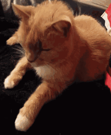 Cat GIF