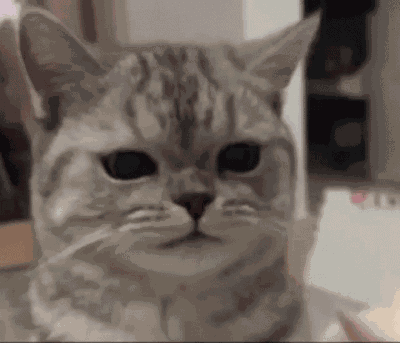 Cat GIF