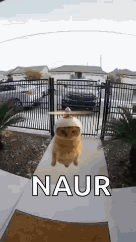 Cat Flying Propeller Hat GIF