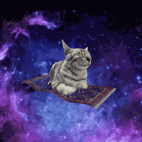 Cat Flying GIF
