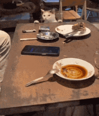Cat Food GIF
