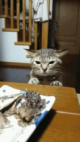 Cat Food GIF
