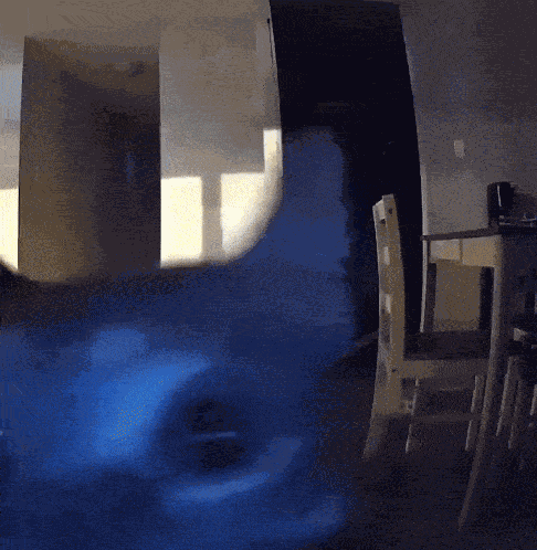 Cat Funny Cat GIF