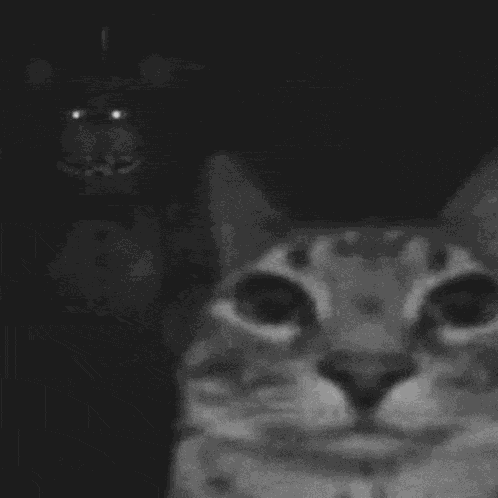 Cat Funny Cat Meme