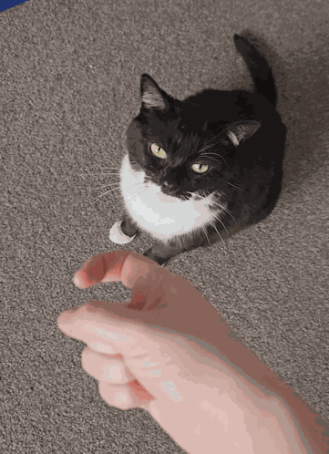 Cat Funny Cat GIF
