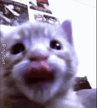 Cat Funny Cute Animals GIF