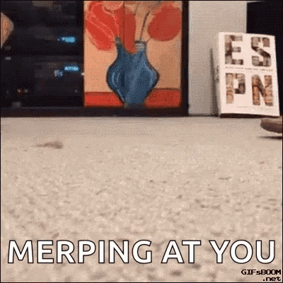Cat Funny GIF