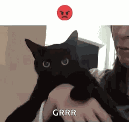 Cat Funny GIF