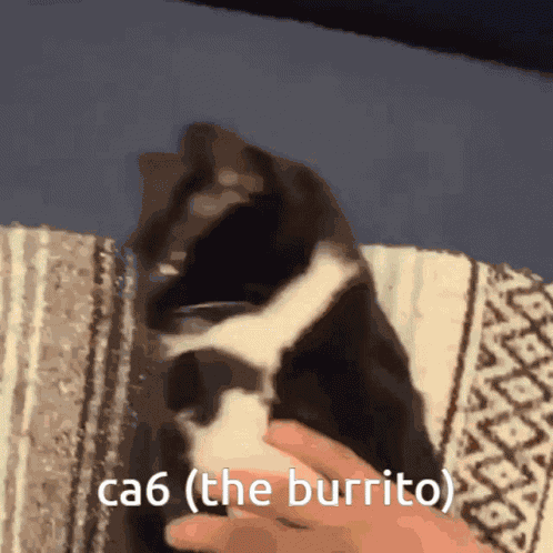 Cat Funny GIF