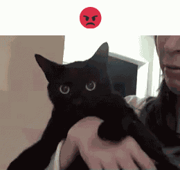 Cat Funny GIF